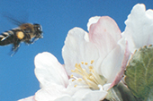 Pollen-laden honey bee flying toward apple blossom