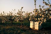 Bee hives in an apple orchard