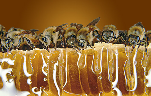 McDaniel Honey Farm banner with honey bees eating